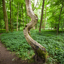 Greys Court - 23 June 2013 / The beautiful forest around Greys Court