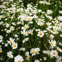 Greys Court - 23 June 2013 / Love these big daisy