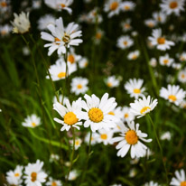 Greys Court - 23 June 2013 / Love these big daisy