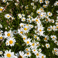 Henley-on-Thames - 29 June 2013 / Daisy field