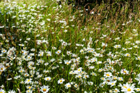 Henley-on-Thames - 29 June 2013 / Daisy field