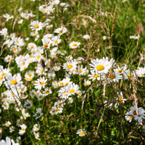 Henley-on-Thames - 29 June 2013 / Daisy field