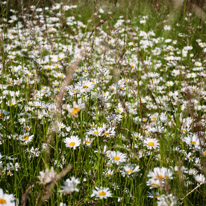 Henley-on-Thames - 29 June 2013 / Daisy field