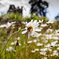 Henley-on-Thames - 29 June 2013 / Daisy field