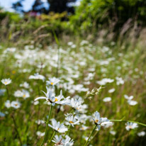 Henley-on-Thames - 29 June 2013 / Daisy field