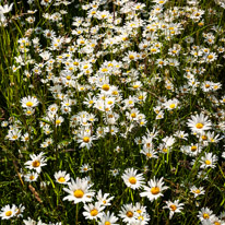 Henley-on-Thames - 29 June 2013 / Daisy field