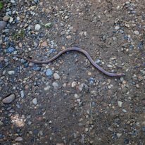 Henley-on-Thames - 29 June 2013 / A Slowworm, a kind of lezard without legs...