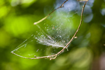 Bucklebury Farm - 30 June 2013 / After lunch we went for a walk in the forest around the Park... Spider web