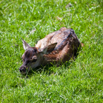Bucklebury Farm - 30 June 2013 / A newborn deer trying to hide in the grass...