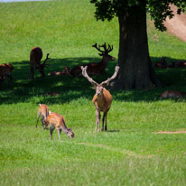 Bucklebury Farm - 30 June 2013 / The Stag in charge