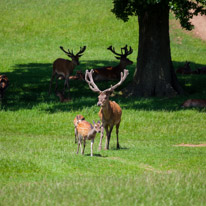 Bucklebury Farm - 30 June 2013 / The Stag in charge