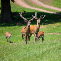 Bucklebury Farm - 30 June 2013 / The Stag in charge