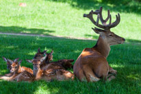 Bucklebury Farm - 30 June 2013 / The Stag