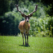 Bucklebury Farm - 30 June 2013 / The Stag