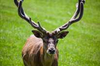 Bucklebury Farm - 30 June 2013 / The Stag