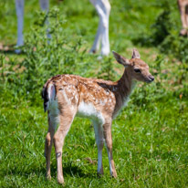 Bucklebury Farm - 30 June 2013 / newborn deer just a few days old