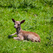 Bucklebury Farm - 30 June 2013 / newborn deer just a few days old