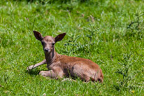 Bucklebury Farm - 30 June 2013 / newborn deer just a few days old