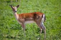 Bucklebury Farm - 30 June 2013 / Female deer