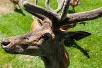 Bucklebury Farm - 30 June 2013 / The Stag getting his food directly from the visitors...