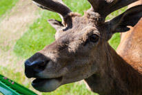 Bucklebury Farm - 30 June 2013 / The Stag getting his food directly from the visitors...