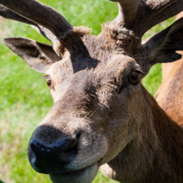 Bucklebury Farm - 30 June 2013 / The Stag getting his food directly from the visitors...