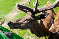 Bucklebury Farm - 30 June 2013 / The Stag getting his food directly from the visitors...