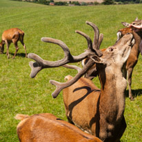 Bucklebury Farm - 30 June 2013 / The Stag getting his food directly from the visitors...