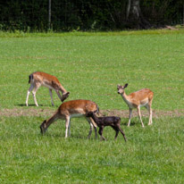 Bucklebury Farm - 30 June 2013 / Deers