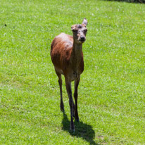 Bucklebury Farm - 30 June 2013 / Deers