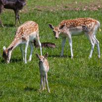 Bucklebury Farm - 30 June 2013 / Deers