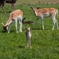 Bucklebury Farm - 30 June 2013 / Deers