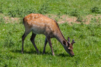 Bucklebury Farm - 30 June 2013 / Deers