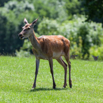 Bucklebury Farm - 30 June 2013 / Deers