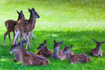 Bucklebury Farm - 30 June 2013 / Deers