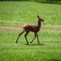 Bucklebury Farm - 30 June 2013 / Bambi