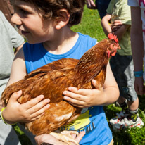 Bucklebury Farm - 30 June 2013 / Oscar with a hen