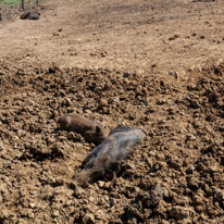 Bucklebury Farm - 30 June 2013 / A wild boar
