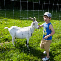 Bucklebury Farm - 30 June 2013 / Oscar with a goat