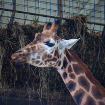 Winchester - 07 July 2013 / Madam Giraffe