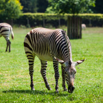 Winchester - 07 July 2013 / Zebra