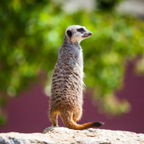 Winchester - 07 July 2013 / Meerkat