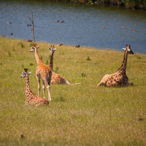 Winchester - 07 July 2013 / Giraffes