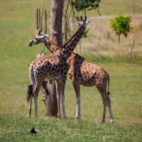 Winchester - 07 July 2013 / Giraffes