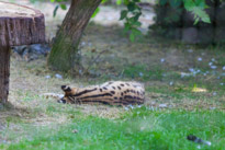 Winchester - 07 July 2013 / Sort of big cat