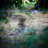 Winchester - 07 July 2013 / Sort of big cat