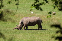 Winchester - 07 July 2013 / Rhino