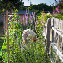 Henley-on-Thames - 13 July 2013 / Our garden