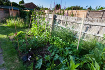 Henley-on-Thames - 13 July 2013 / Our garden