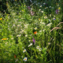 Henley-on-Thames - 13 July 2013 / Our Meadow
